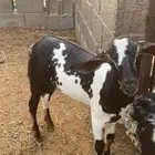تيس  لباني