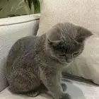 قط سكوتش للبيع