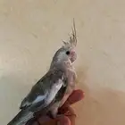 كروان اليف مفطوم