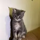 قط يحتاج علاج