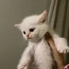 سكوتش