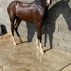 للبيع مهره شعبيه كفوو