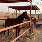 فرس لقحه