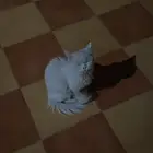 قطه انثى للتبني