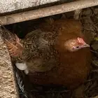 دجاج بلدي للبيع