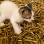 قط للتبني