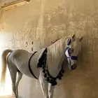 حصان للبيع ورق