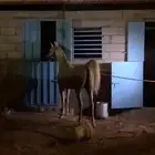 حصان كفو مشروط من كل شي اقبل بدل مناسب