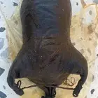 مدهنه
