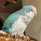 كويكر ازرق تربيه ذكر