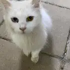 قطه