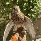 للبيع حدي 95