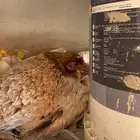 ثلاث دجاجات راجنه الان على البيض