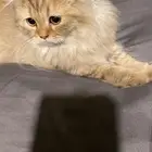 قطه سكوتش فولد لونق هير