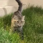 قطوه شيرزي