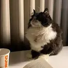 قطوه للتبني اليفه العمر خمس سنوات ومعقمه وهاديه