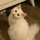 قطه شيرازي تبني وليس بيع