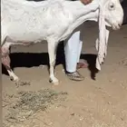 عنز حجازيه معرفه من النوادر تحتها تيس برصا كفو