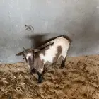 ماعز قزم