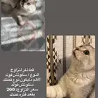 قط ذكر لتزاوج سكوتش فولد