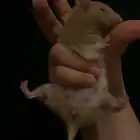 هامستر سوري