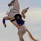 مطلوب سايس خيل