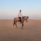 حصان شعبي للبيع