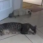 قطط للتبني