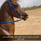 حصان