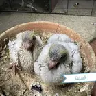 فروخ حمام لبناني الحبه با 50