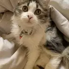 قطه عمرها 3 اشهر ونصف