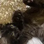 قطه للبيع
