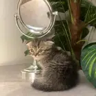 قطتين لتبني