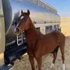 السلام عليكم عرض حصان للبيع