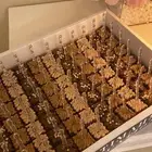 توزيعات براونيز مناسبات تقديمات