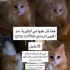 قطة بيضاء ضائعة للتبني