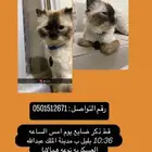قط ذكر مفقود أتفقد الساعه 10 36 مساءا يوم امس