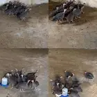 دجاج حبشي