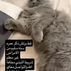 قط للتبني بريتش