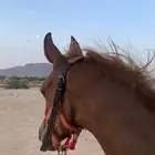 مهره