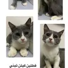 قطط تبني الواحد ب 50  فقط
