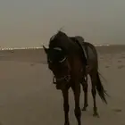 الخيل العربي