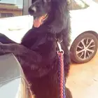بلاك جيرمن لونق هير