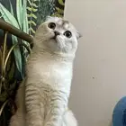 قط سكوتش اليف ويحب يلعب