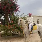 خيل
