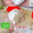 هامستر ذكر وانثى للبيع