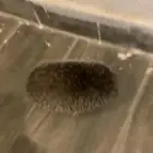 قمفذ للبيع
