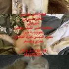 قطة للتبني العااةل