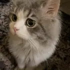 قط شيرازي ذكر للتبني   مجاني
