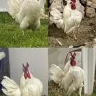 سلام عليكم للبيع ديك كوبرا مستواه طيب